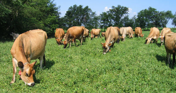 Following Principles cows